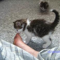 Norsk Skovkat DK Øxenholdts Aragon