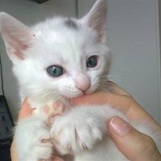 Blanding af racer Snehvide