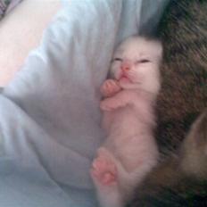 Blanding af racer Snehvide