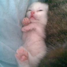 Blanding af racer Snehvide