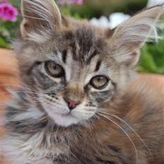 Maine Coon Isolde