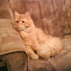 Maine Coon futte solgt