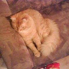 Maine Coon futte solgt