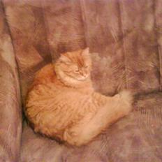 Maine Coon futte solgt