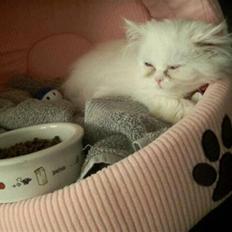 Perser Abby. ER FLYTTET