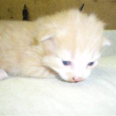 Blanding af racer Lui