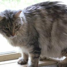 Maine Coon gonse