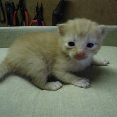 Blanding af racer Solgt