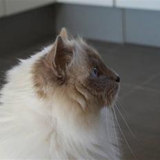 Hellig Birma Willem A. Donkersnoet