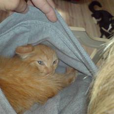 Blanding af racer Midde