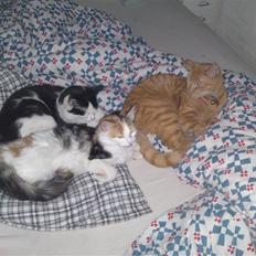 Blanding af racer Midde