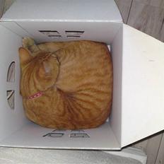 Blanding af racer Midde