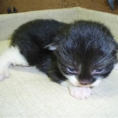 Blanding af racer Bertram (solgt)