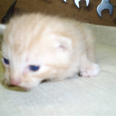 Blanding af racer Solgt