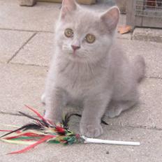British Shorthair DK Romose Obelix