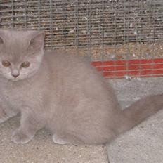 British Shorthair DK Romose Obelix