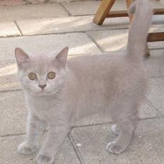 British Shorthair DK Romose Obelix