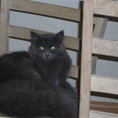 Blanding af racer Bette Signe *aflivet*