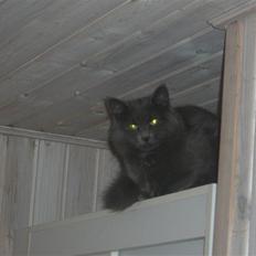 Blanding af racer Bette Signe *aflivet*