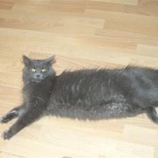 Blanding af racer Bette Signe *aflivet*