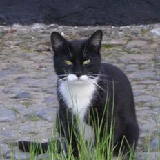 Blanding af racer Tik *DØD*