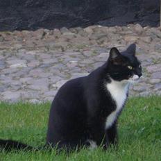 Blanding af racer Tik *DØD*