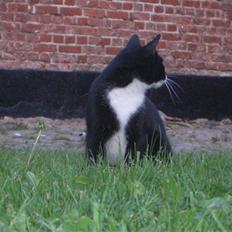 Blanding af racer Tik *DØD*