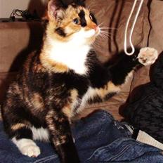 Huskat Killingen Berta 09
