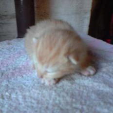 Blanding af racer Solgt