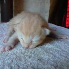 Blanding af racer Solgt