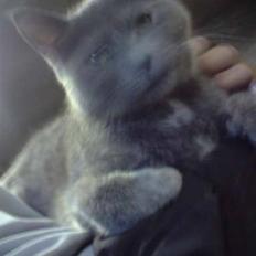 Blanding af racer Kopernikus (død)