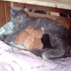 Blanding af racer Kopernikus (død)