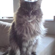 Maine Coon Justicia
