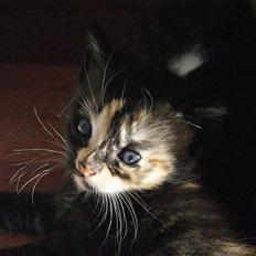 Huskat Rødtjørn´s Tigermis RIP<3