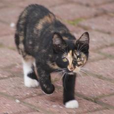 Huskat Rødtjørn´s Tigermis RIP<3