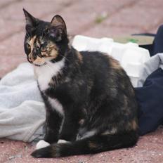 Huskat Rødtjørn´s Tigermis RIP<3