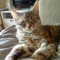 Blanding af racer Mis <3