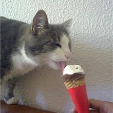 Blanding af racer Harley