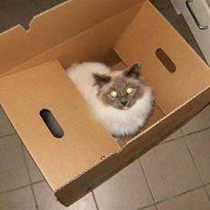 Hellig Birma sir zilas