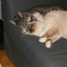 Hellig Birma sir zilas