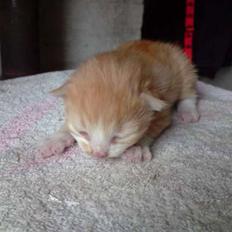 Blanding af racer Lui