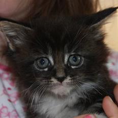 Maine Coon Tyson *Flyttet*