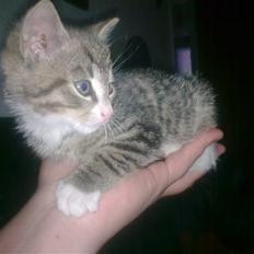 Huskat Neo