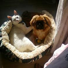 Huskat Andre ER FLYTTET