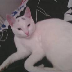 Huskat Andre ER FLYTTET