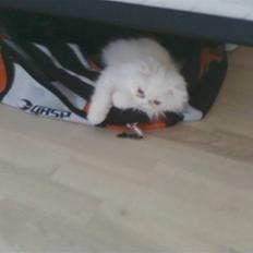 Perser Abby. ER FLYTTET