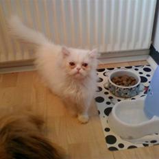 Perser Abby. ER FLYTTET