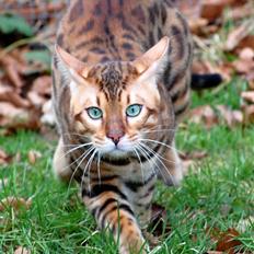 Bengal Absolutely Super Cooper