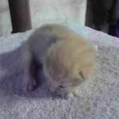 Blanding af racer Solgt