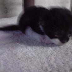 Blanding af racer Bertram (solgt)